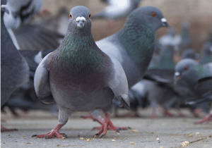 bird-pigeon-pest-control