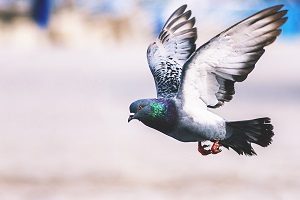 Get Rid of Birds - bird-baiting