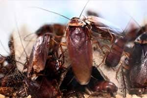 cockroach-fumigation