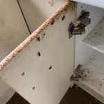 cockroach pest infestation sydney