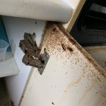 cockroach pest infestation
