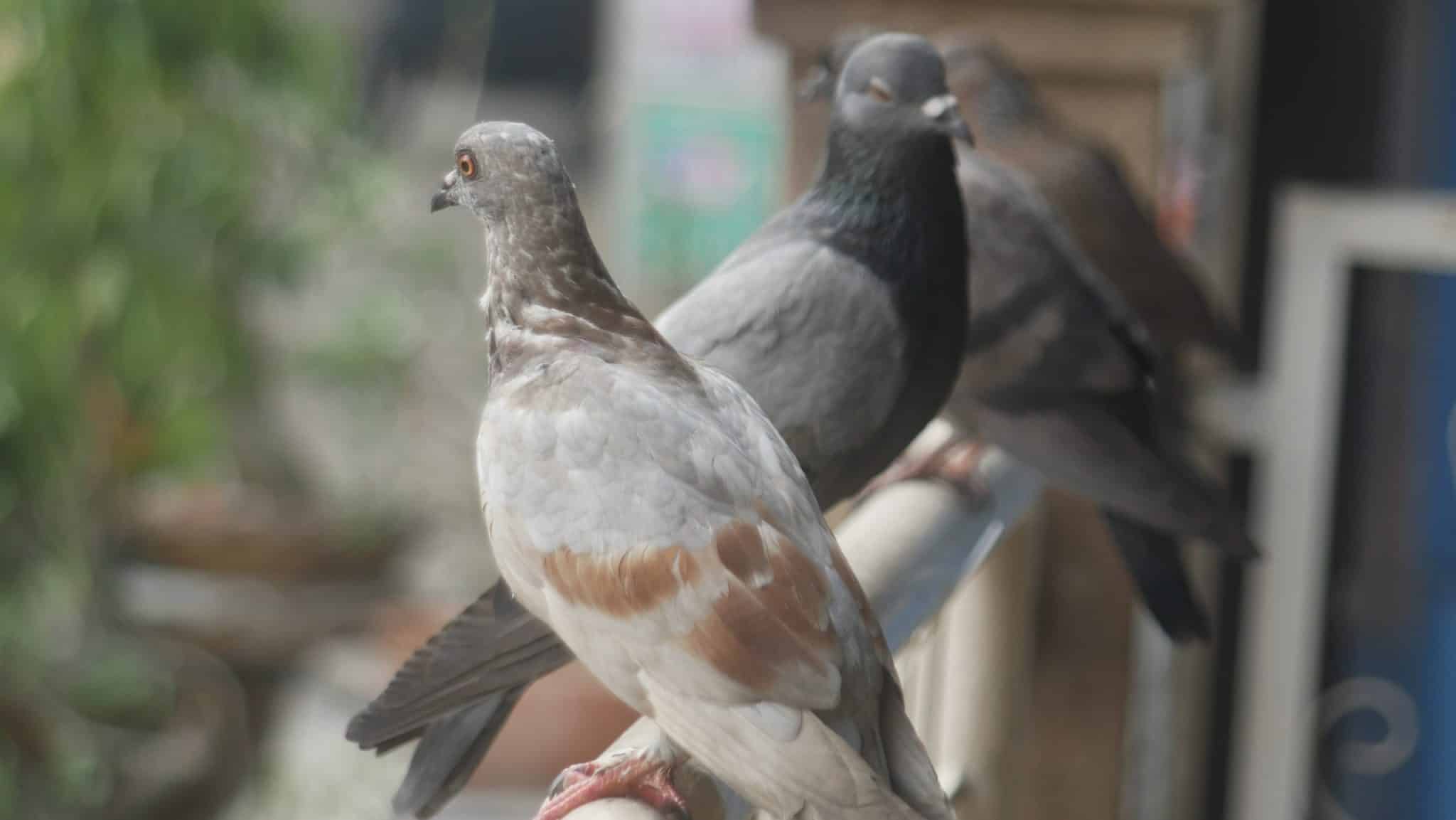 Control Pest Birds 5 Thrilling Trade Secrets