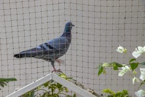 Bird Netting, Bird Removal